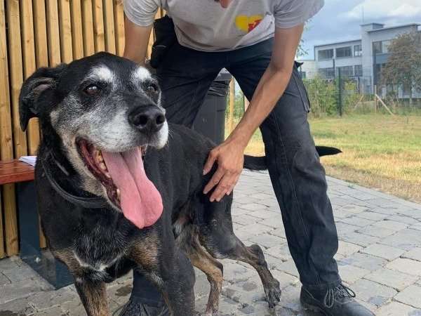 Gentil chien adulte croisé Braque Allemand cherche panier pour sa retraite dans famille aimante