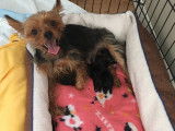 Petits chiots Yorkshire Terrier à vendre