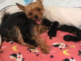 Petits chiots Yorkshire Terrier à vendre
