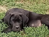 Chiots Cane Corso LOF à vendre