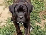 Chiots Cane Corso LOF à vendre