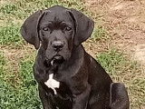 Chiots Cane Corso LOF à vendre