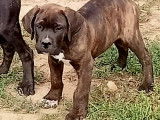 Chiots Cane Corso LOF à vendre