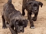 Chiots Cane Corso LOF à vendre
