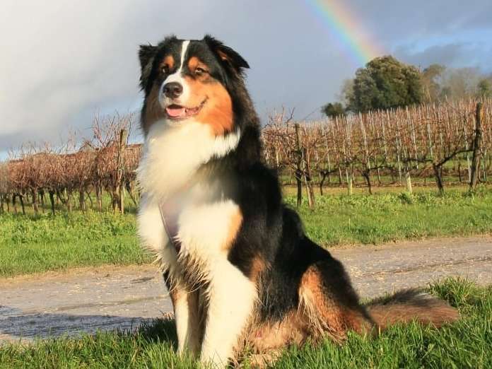 Jeune mâle Berger Australien tricolore noir disponible pour saillie