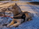 Husky Siberien cuivré LOF disponible pour saillie