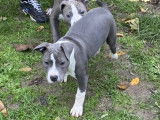 Chiots American Staff bleus à vendre