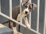 Chiots American Staff bleus à vendre
