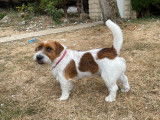 Jack Russell à poil dur disponible pour saillie