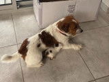 Jack Russell à poil dur disponible pour saillie