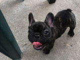 Un chiot Bouledogue Fran&ccedil;ais femelle bring&eacute;e non LOF &agrave; vendre