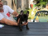 Un chiot Bouledogue Fran&ccedil;ais femelle bring&eacute;e non LOF &agrave; vendre