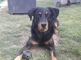 Mâle Beauceron arlequin pour saillie