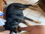 Mâle Beauceron arlequin pour saillie