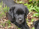 Chiots Labrador inscrits au LOF &agrave; r&eacute;server