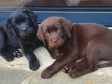 Chiots Labrador inscrits au LOF &agrave; r&eacute;server