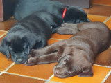 Chiots Labrador inscrits au LOF &agrave; r&eacute;server