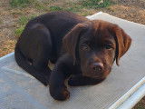 Chiots Labrador inscrits au LOF &agrave; r&eacute;server