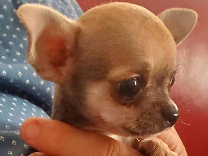 Chiot Chihuahua mâle de 3 mois de petit gabarit à vendre