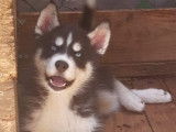 Superbe chiot Husky Sibériens à vendre