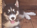 Superbe chiot Husky Sibériens à vendre