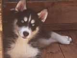 Superbe chiot Husky Sibériens à vendre