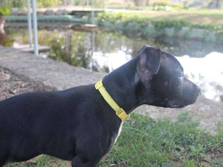 3 femelles Staffordshire Bull Terrier cherchent des familles