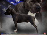 Chiots American Staff à vendre