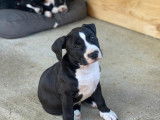 Chiots American Staff à vendre