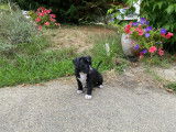 Chiots American Staff à vendre