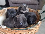 Réservation de 4 chiots Bouledogues Français non LOF