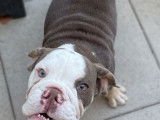 Un chiot Bouledogue Anglais femelle lilac tan non LOF &agrave; vendre