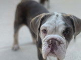 Un chiot Bouledogue Anglais femelle lilac tan non LOF &agrave; vendre