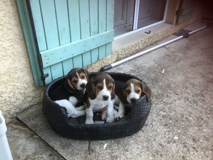 Chiots Beagles à vendre (5 Mâles)