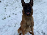 De race Berger Belge Malinois disponible pour saillie