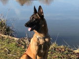 De race Berger Belge Malinois disponible pour saillie