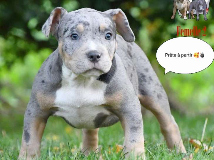 Chiots American Bully standard à vendre Petite Annonce chien