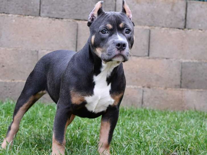 Chiots Femelle American Bully standard Petite Annonce chien