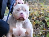 La maman Bully Standard Trico Lilac.