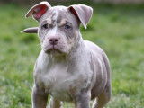 Mâle 1 Trico Lilac Merle aux yeux vairons.