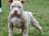 Mâle 3 Trico Lilac Merle.