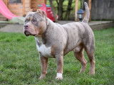 Le Papa Bully Standard Trico Lilac Merle.