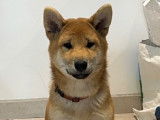 Petit mâle Shiba Fauve Inu LOF disponible