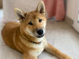 Petit mâle Shiba Fauve Inu LOF disponible