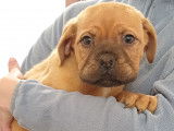 Chiots Dogue de Bordeaux LOF - disponible de suite