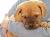 Chiots Dogue de Bordeaux LOF - disponible de suite