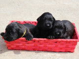 Réservation pour 1 chiot femelle et 2 mâles Bergers de Brie, noir, LOF