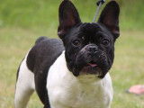 Un chiot m&acirc;le Bouledogue Fran&ccedil;ais LOF bicolore &agrave; vendre