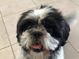 Mâle Shi Tzu pour saillie