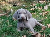 Superbes chiots Braques de Weimar de grandes lignées à vendre